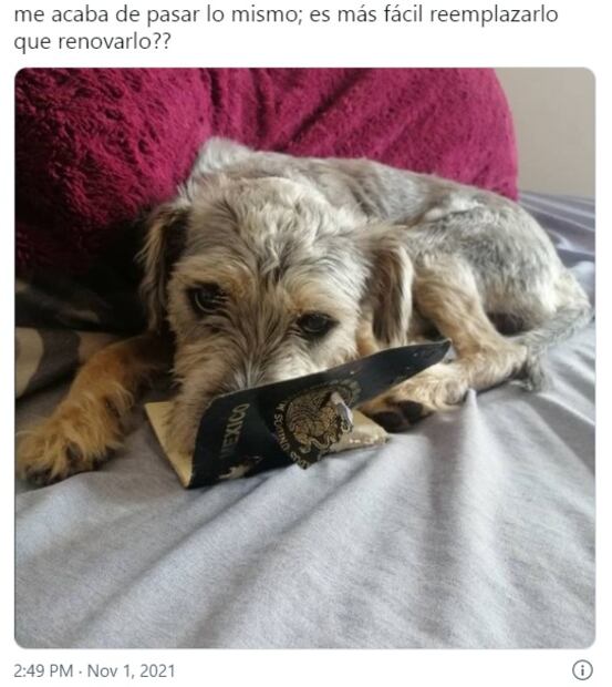 Perrita Simona se come pasaporte y usuarios de Twitter denuncian al Cártel de Solovino