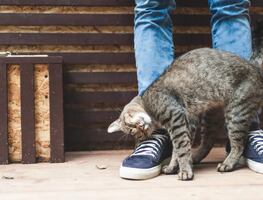 ¿Por qué tu gato te da cabezazos? Conoce qué es el “bunting”