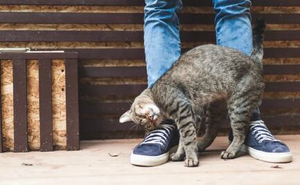 ¿Por qué tu gato te da cabezazos? Conoce qué es el “bunting”