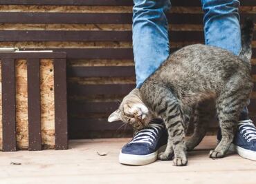 ¿Por qué tu gato te da cabezazos? Conoce qué es el “bunting”