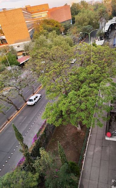 Los vecinos de los edificios más cercanos a CU en la colonia Copilco Universidad saben que lo único que los separa del campus es el Paseo de las Facultades, que cuenta con un andador y áreas verdes. Foto: Raúl J. Fontecilla.