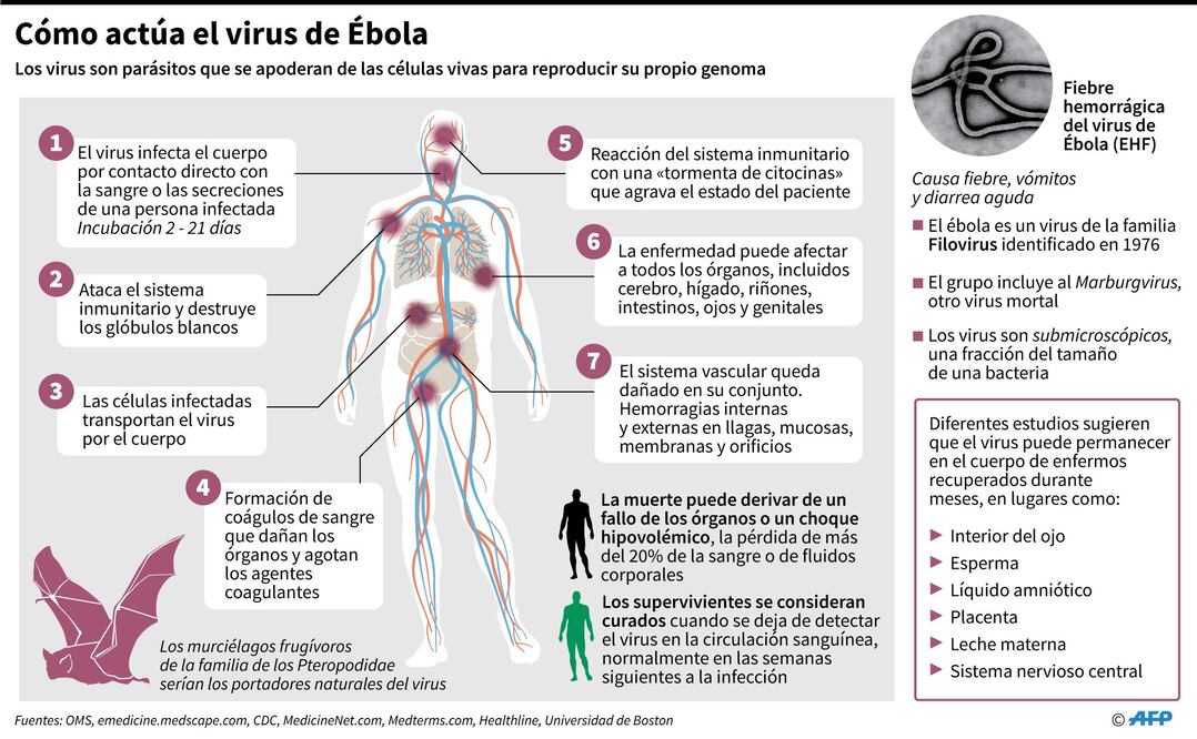 Retrato de un asesino, el virus del Ébola