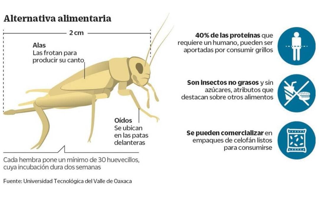 Grillos, opción alta en nutrientes para su consumo