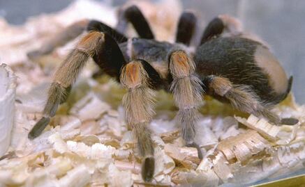 Arañas macho alteran genitales femeninos para evitar "infidelidades"  