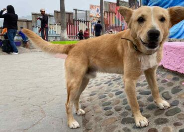 ¡Se acabó el sueño americano! Deportan al perrito “Oso” tras cruzar ilegalmente el muro fronterizo de EU