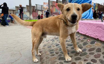¡Se acabó el sueño americano! Deportan al perrito “Oso” tras cruzar ilegalmente el muro fronterizo de EU