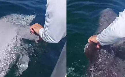 Hallan a delfín muerto cerca de Progreso, Yucatán; sospechan que murió por redes de pesca o por choque con un barco