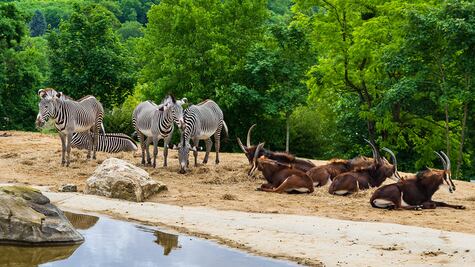 El futuro de los zoológicos