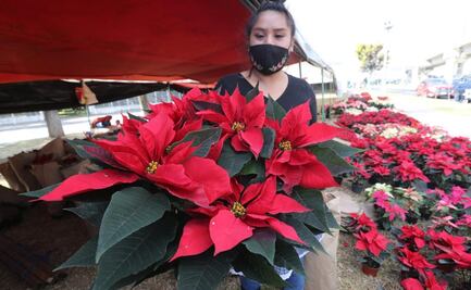 Productores de Nochebuena en Toluca esperan derrama económica de hasta 32 mdp