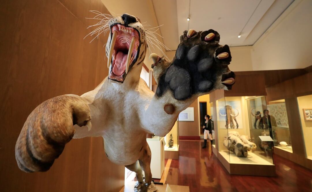 La reproducción de un felino dientes de sable y el fémur de un mamut son algunos de los objetos de la exposición en el Museo de las Culturas del Mundo que más asombran a los visitantes. Foto: IRVIN OLIVARES