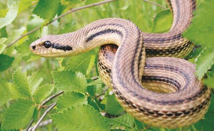 Policía captura “a mano” a culebra en Yucatán