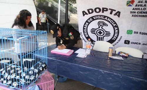 Día Internacional del Gato: en jornada de adopción de michis, adoptantes prefieren a los cachorros