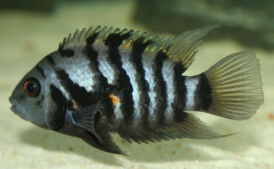 Foto: tomada de Twitter @animalresearch  