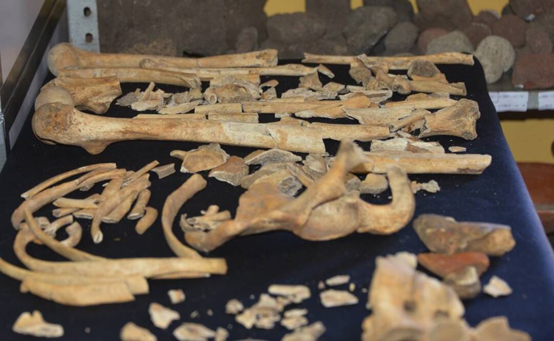 Junto a los restos de este individuo de unos 25 o 28 años, también se hallaron fragmentos de huesos de tres niños, jarras, cajetes y cuencos utilizados para contener pulque. (FOTO: Cortesía INAH)