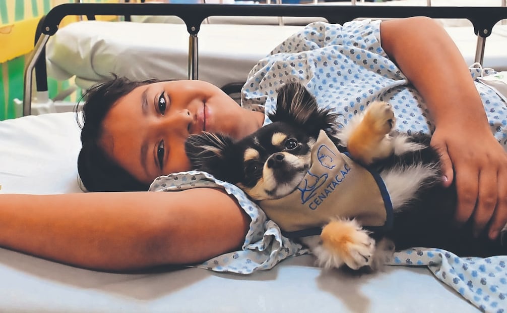 Las terapias caninas funcionan como herramientas complementarias que favorecen el estado emocional de los pacientes, además de la salud mental. Foto: Especial
