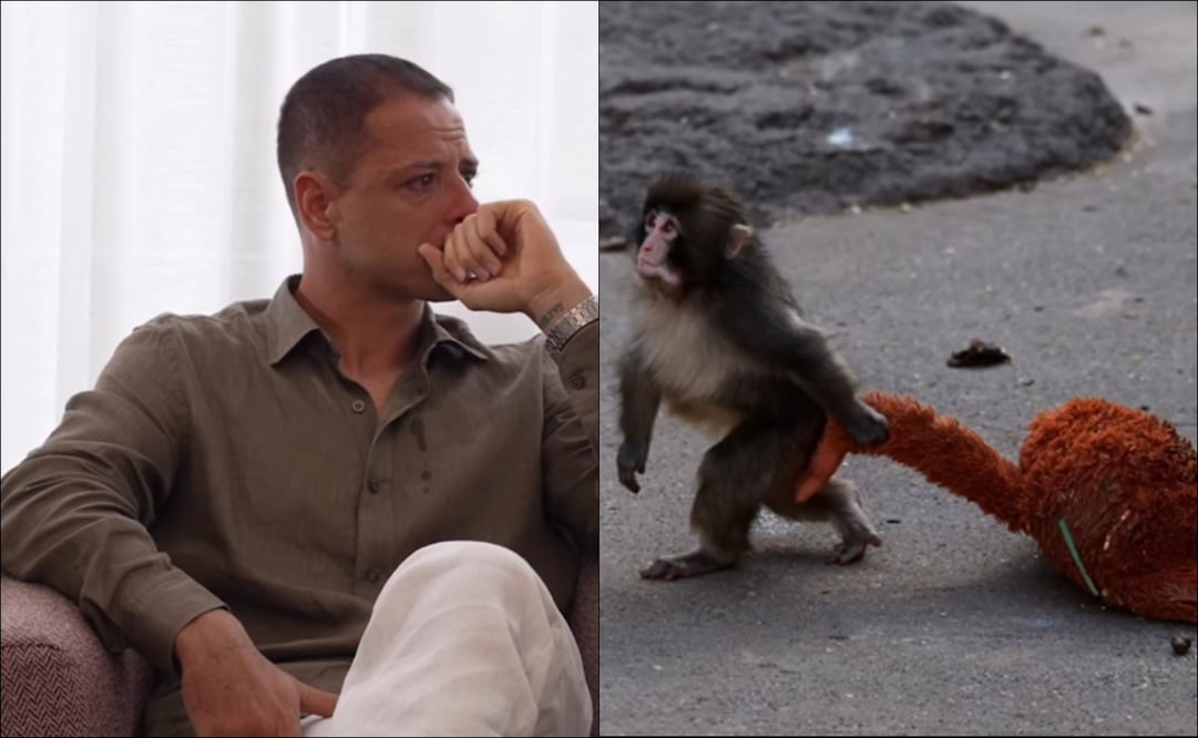 Javier 'Chicharito' Hernández se mostró emocionado por los videos virales del mono Punch / Foto: Especiales