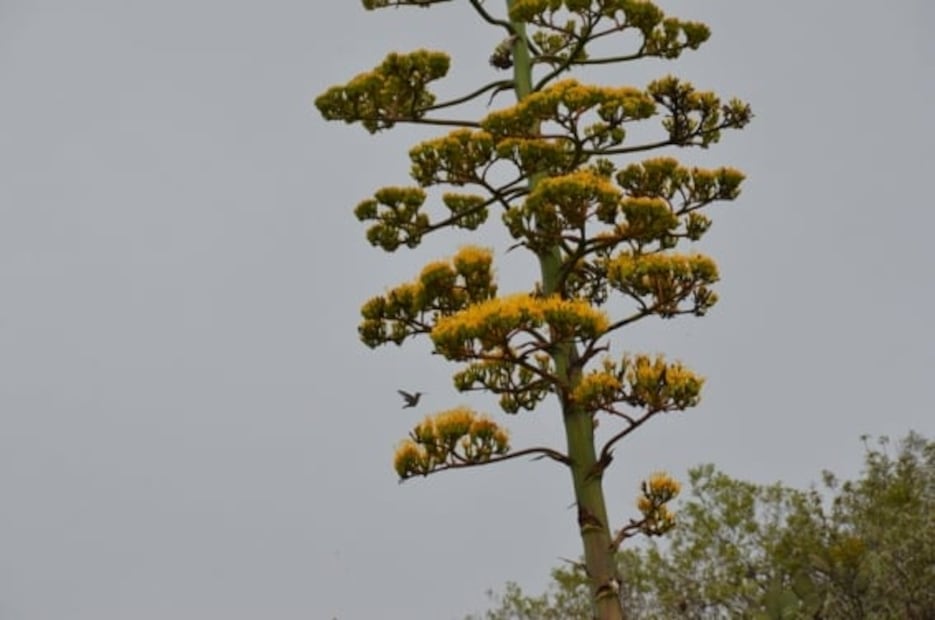Conoce las amenazas que enfrentan los agaves mexicanos