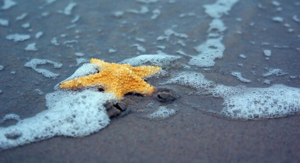 La próxima vez que te sumerjas en el mar, recuerda que bajo las olas, las estrellas de mar están cumpliendo su vital papel en la naturaleza. Fuente: Freepik.