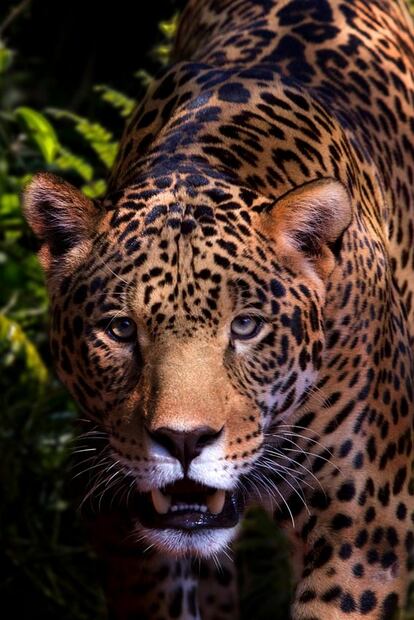 Visita las cascadas de la Huasteca Potosina y súbete a la tirolesa en bicicleta