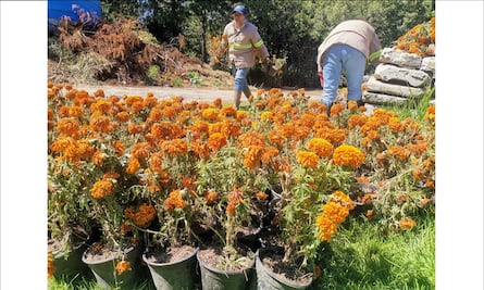 Reciclar cempasúchil: Vivero Municipal de Toluca recibirá las flores para crear composta