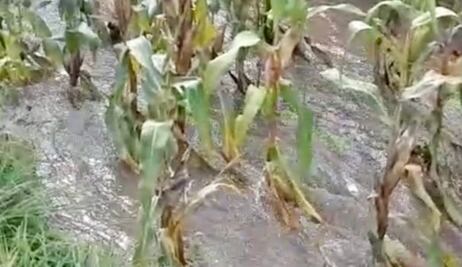 Lluvias inundan cultivos en varios municipios de Hidalgo