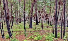 Guerra Mayitos vs Chapitos desata incendios forestales 