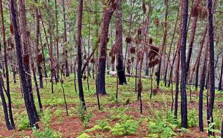 Guerra Mayitos vs Chapitos desata incendios forestales 
