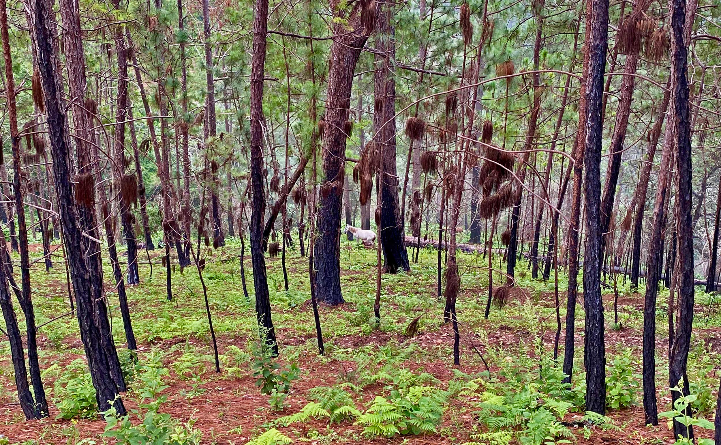 Incendios CSD portada