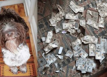 ¡Muy fina!: Perrita cambia croquetas y se come 4 mil dólares en Pennsylvania
