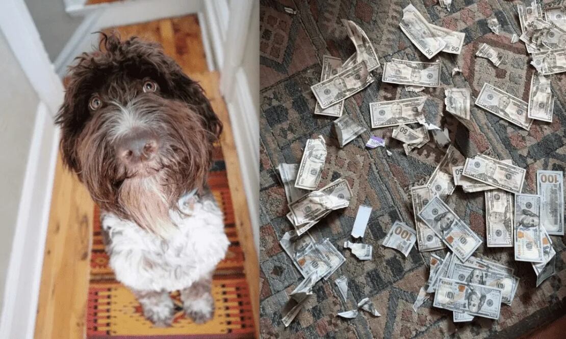 Cecil es un perrito muy tranquilo; sin embargo, una travesura les costó a sus dueños miles de dólares. FOTO: ESPECIAL