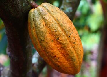 Así sabe el cacao en la zona maya de Belice