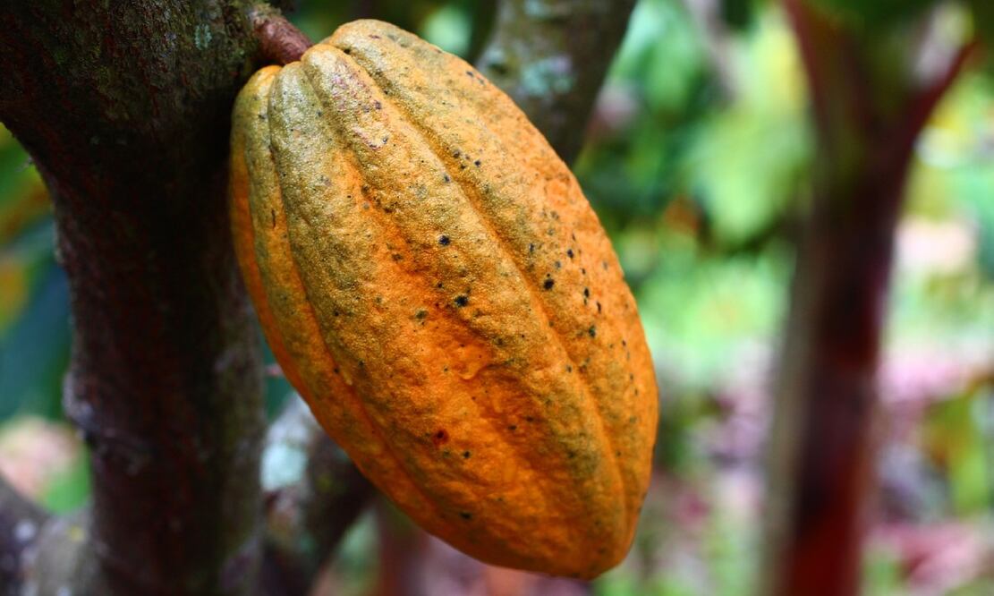 El cacao formaba parte de la cultura maya y sus tradiciones. Foto: HOLIET / Pixabay