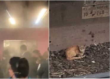 Michito en apuros, humo por paraguas y persona en vías, lo que provocó retrasos en el Metro este miércoles