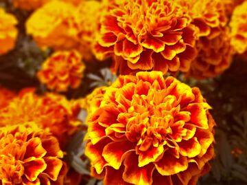 3 recetas con flor de Cempasúchil