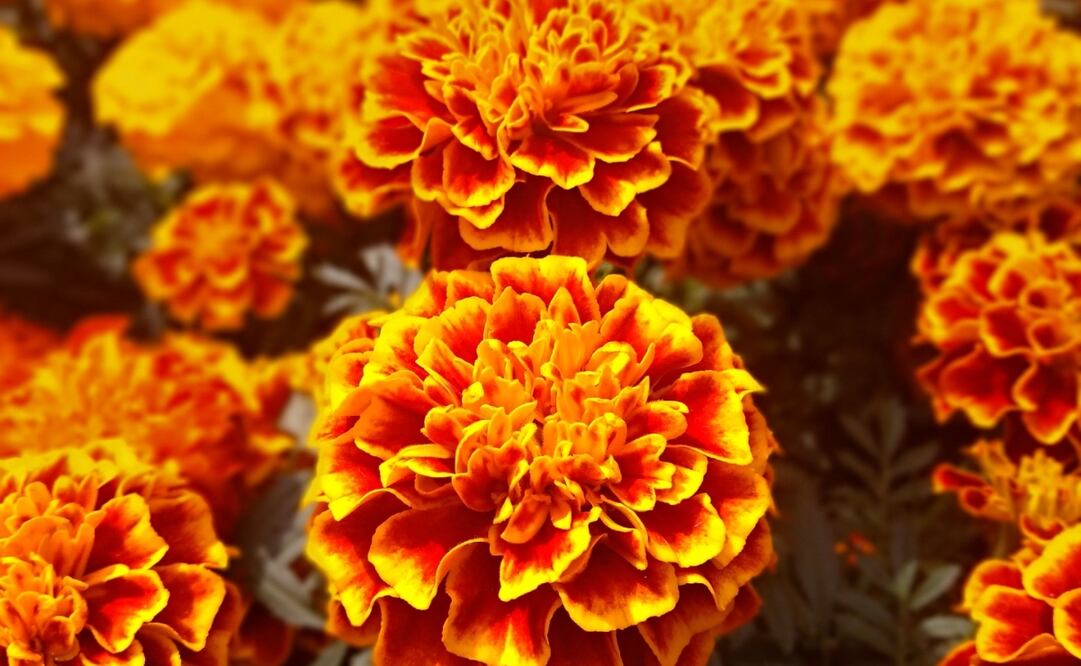 La flor de Cempasúchil es comestible y utilizada en la cocina mexicana. Imagen: Pixabay