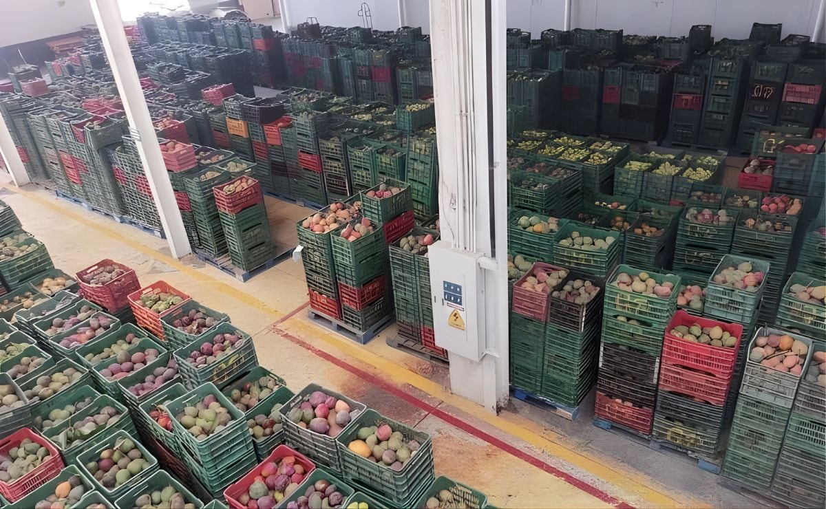 SENASICA inmoviliza 125 lotes de mango larvados que tenían como destino EU  

Entre los campesinos hay molestia debido a que el gobernador de Oaxaca combatió a destiempo la mosca de la fruta que afecta a los mangueros