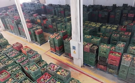 Asciende a 125 el número de lotes de mango larvados en Oaxaca; estaban destinados al mercado estadounidense