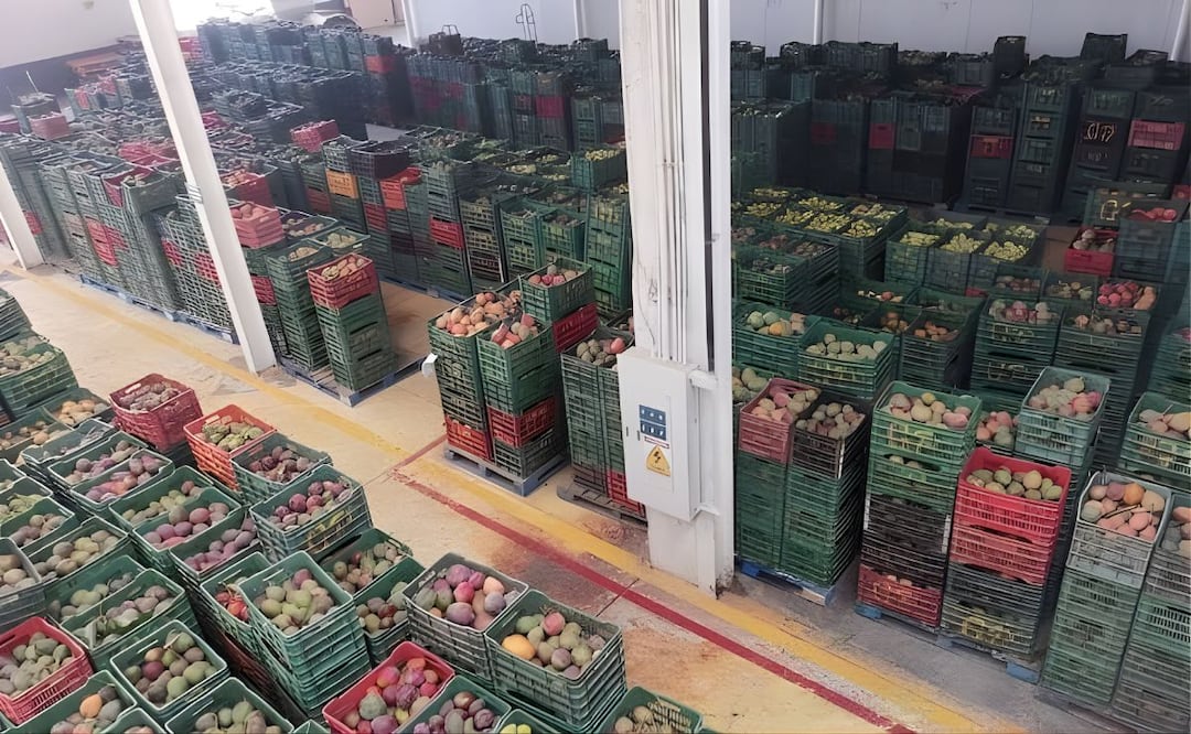 El Servicio Nacional de Sanidad, Inocuidad y Calidad Agroalimentaria (SENASICA), va inmovilizando 125 lotes de mango larvados hacia el mercado norteamericano. | Foto: Especial.