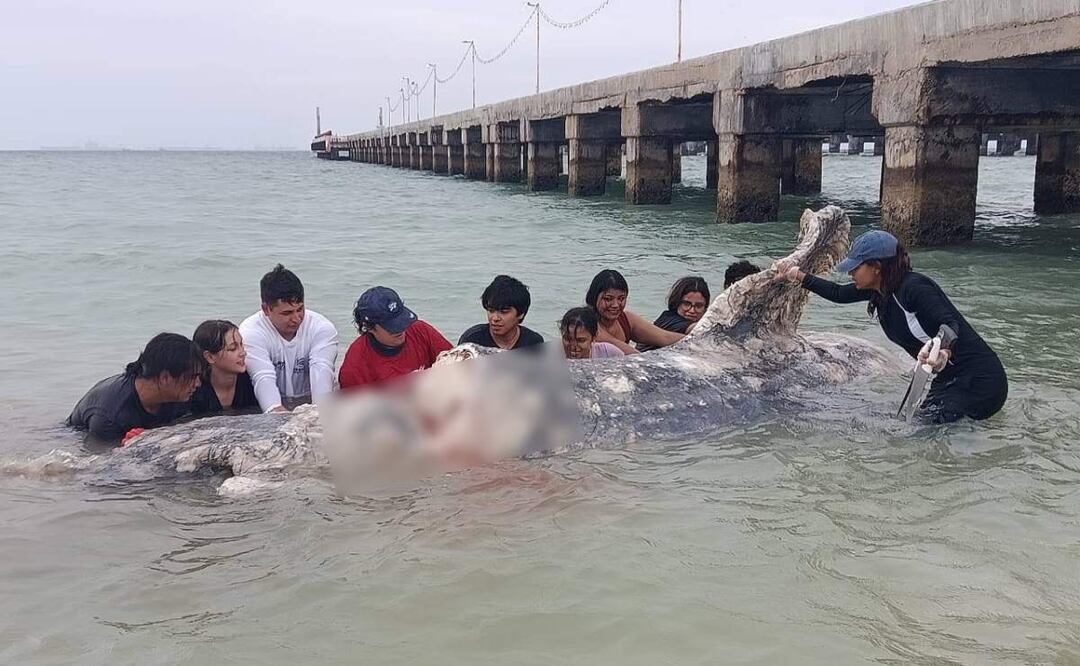 El tiburón peregrino hallado en Progreso, Yucatán, medía 9 metros de longitud y pesaba 7 toneladas (24/06/2025). Foto: Especial