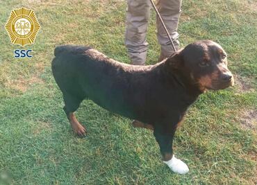 Elementos de la Brigada de Vigilancia animal rescatan a perrita con probable fractura de cadera en alcaldía Cuauhtémoc