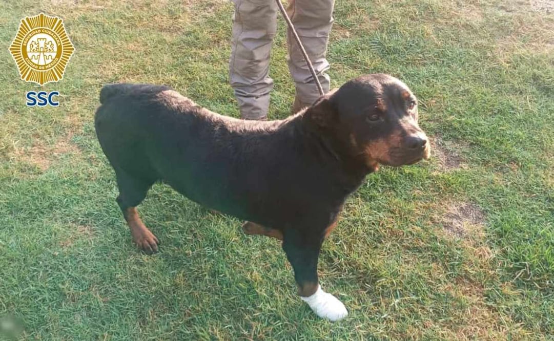 Rescatan a perrita con probable fractura de cadera en calles de la alcaldía Cuauhtémoc.
Foto: Especial.