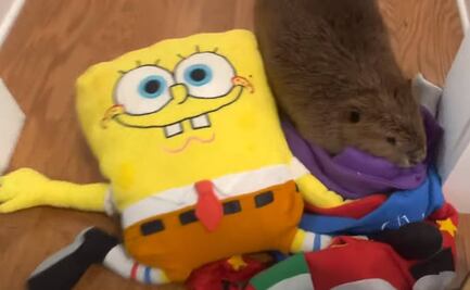 VIDEO: ¡No fue el Grinch! Castora se "robó" la Navidad