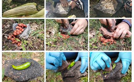 Identifican restos de maíz con 6 mil años de antigüedad en San Gregorio Atlapulco, Xochimilco