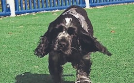 ¡De la emoción se queda jetón! Gösta, el cachorro que conquista TikTok con sus repentinas ‘siestas’
