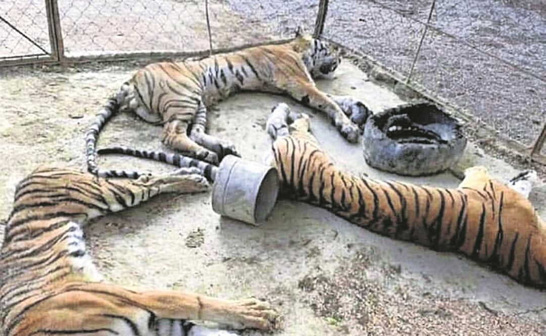 En un operativo realizado por la GN, el Ejército y la policía, tres tigres fueron asegurados el 15 de febrero. Foto: Especial 