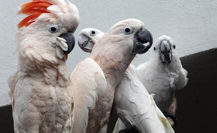 Llegan a Zacango nuevas especies de animales