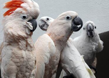 Llegan a Zacango nuevas especies de animales