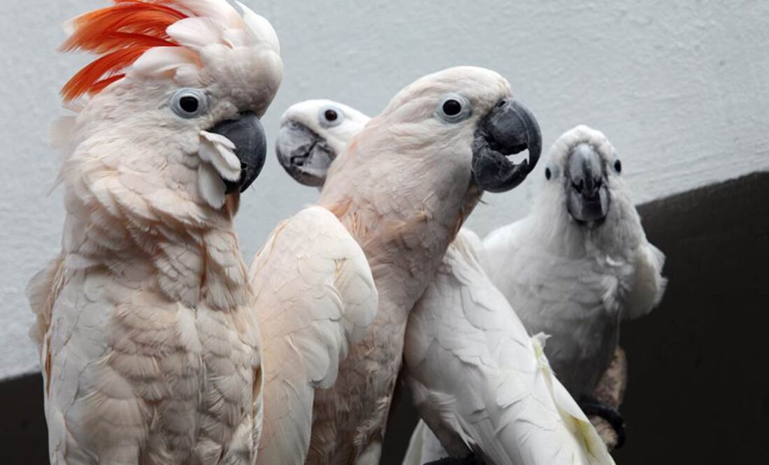 Jorge ALvarado / EL UNIVERSAL