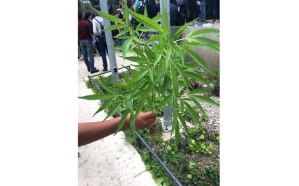 Crecen plantas de marihuana a un costado del Monumento a la Madre