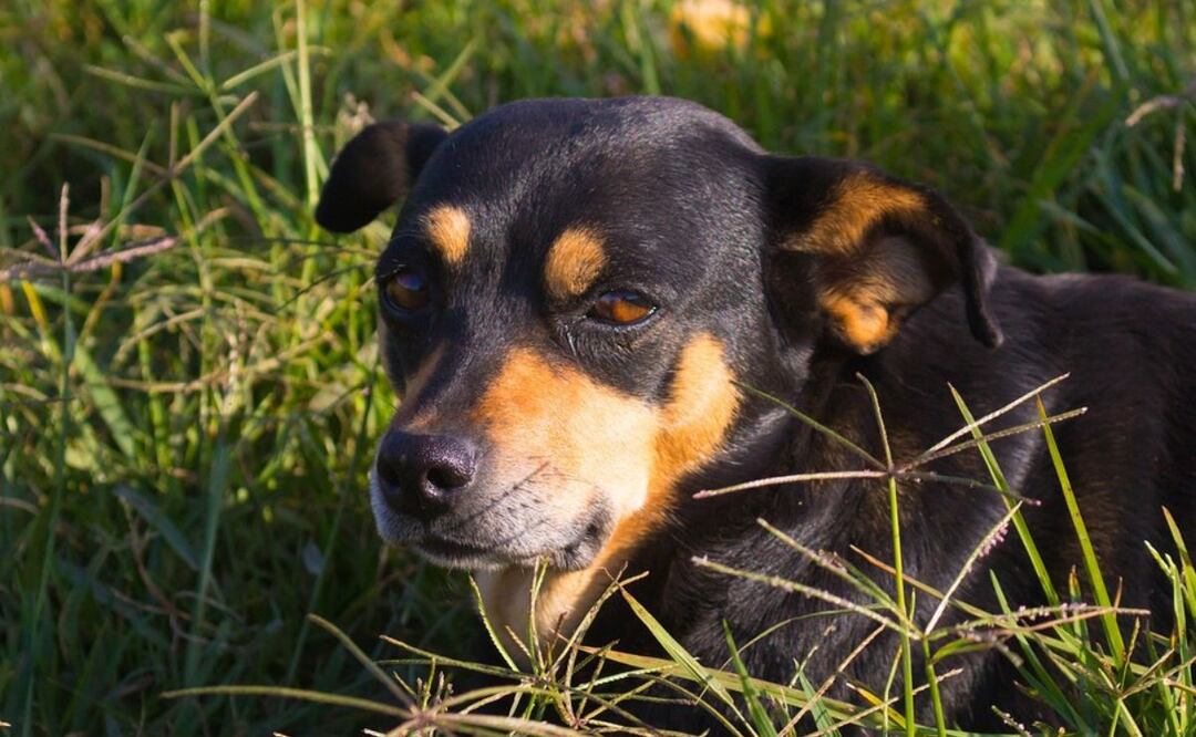 Perro y pasto. Fuente: Pixabay